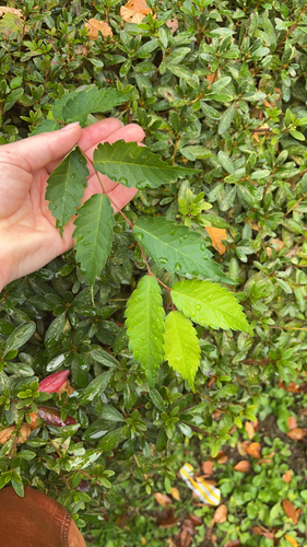 Zelkova serrata observed 2026-10-21