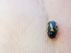 Cryptocephalus vittatus