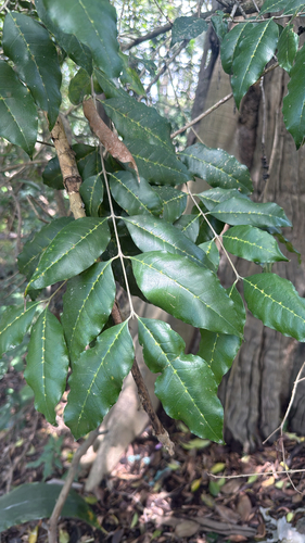Olea paniculata observed 2026-10-21