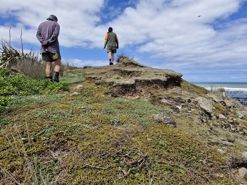 Coprosma acerosa observed 2026-10-20