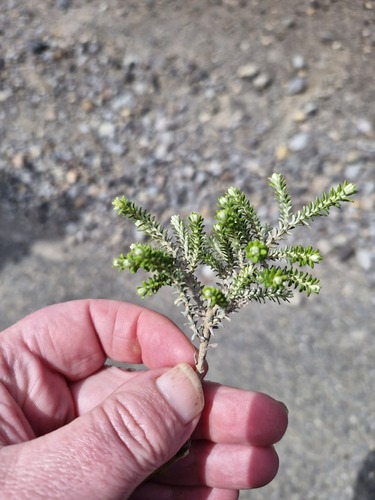 Ozothamnus leptophyllus observed 2026-10-20