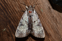Catocala andromedae