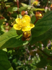 Hypericum androsaemum