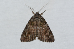 Catocala umbrosa