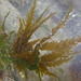 Flattened Acid Kelp - Photo (c) Brenna Green, some rights reserved (CC BY-NC-SA), uploaded by Brenna Green