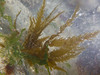 Flattened Acid Kelp - Photo (c) Brenna Green, some rights reserved (CC BY-NC-SA), uploaded by Brenna Green