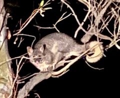 Trichosurus vulpecula hypoleucus