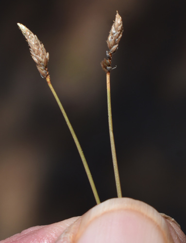 Fimbristylis polytrichoides observed 2026-08-19