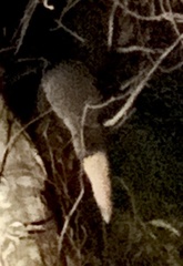 Trichosurus vulpecula hypoleucus