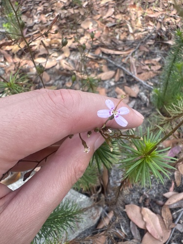Stylidium laricifolium observed 2026-10-21