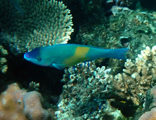 Scarus psittacus observed 2026-10-19