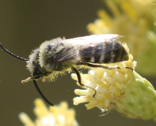 Tansy Mustard Sweat Bee