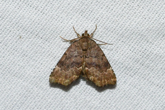Cutina aluticolor