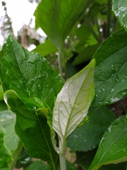 Sinclairia sublobata