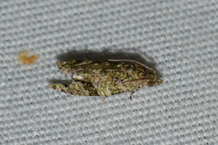 Proteoteras implicata