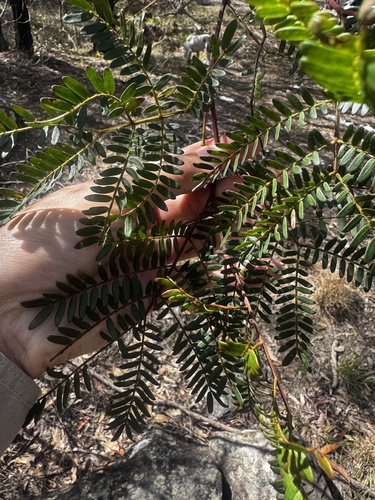 Acacia terminalis observed 2026-10-21