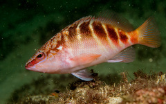 Hypoplectrodes maccullochi