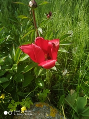 Tulipa