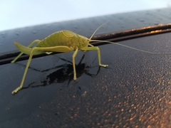 Pterophylla camellifolia