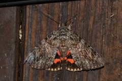 Catocala umbrosa