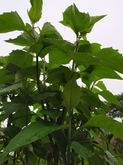 Sinclairia sublobata