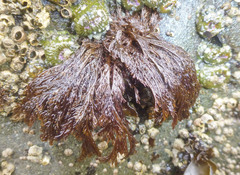 Microcladia borealis