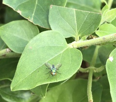 Condylostylus pruinosus