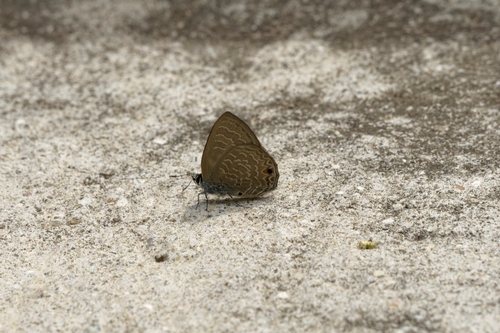 Anthene emolus