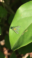 Condylostylus pruinosus