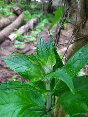 Sinclairia sublobata