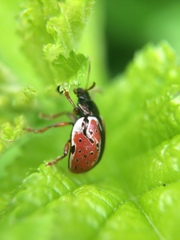Calligrapha spiraeae