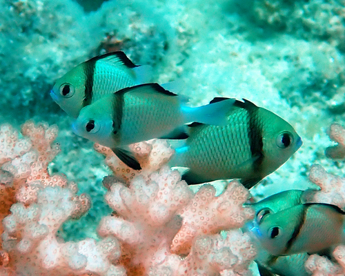 Dascyllus reticulatus observed 2026-10-19