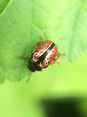 Calligrapha spiraeae