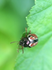 Calligrapha spiraeae