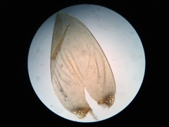 Pseudohygrohypnum eugyrium
