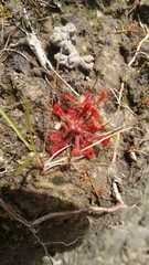 Drosera communis