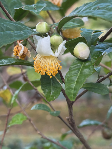 Camellia sinensis observed 2026-10-21