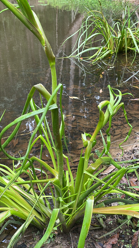 Philydrum lanuginosum observed 2026-10-21
