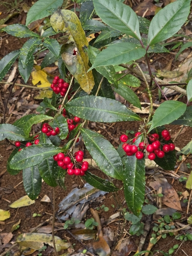 Ardisia crenata observed 2026-10-21