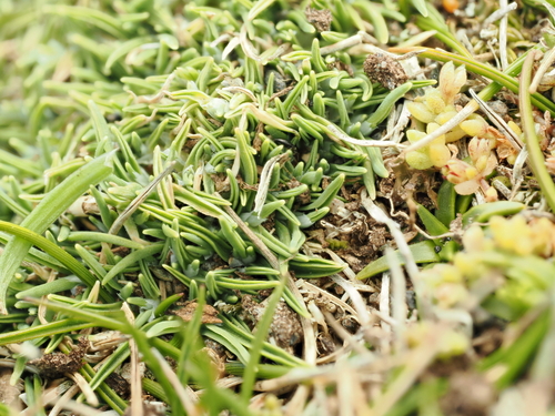 Agrostis muscosa observed 2026-10-17