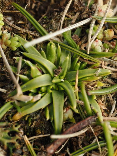 Colobanthus observed 2026-10-17