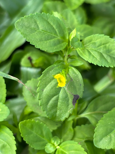Mecardonia procumbens observed 2026-10-21
