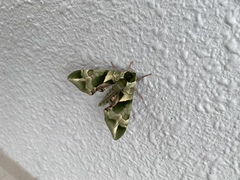 Callambulyx tatarinovii