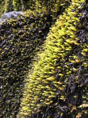 Pseudohygrohypnum eugyrium