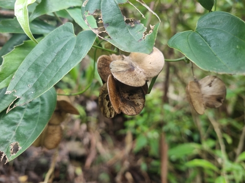 Dioscorea transversa observed 2026-10-21