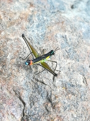 Paramastax duquei