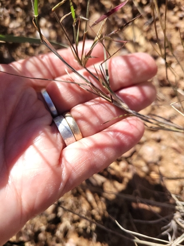 Bouteloua eriopoda