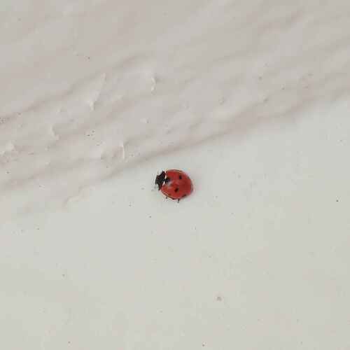 Seven-spotted Lady Beetle