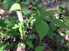 Arisaema triphyllum