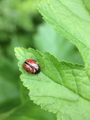 Calligrapha spiraeae